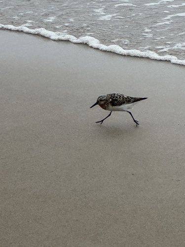 iNaturalist image