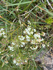 (c) Codrin Bucur, some rights reserved (CC BY) Galium anisophyllon, photograph (c) Codrin Bucur, some rights reserved (CC BY)