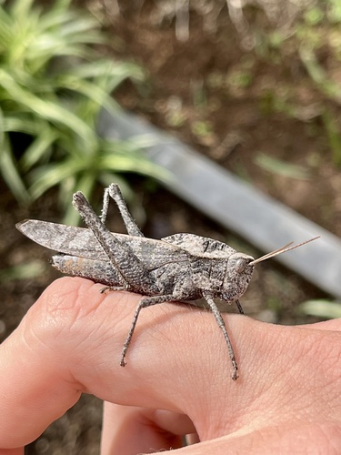 Xyleus discoideus
