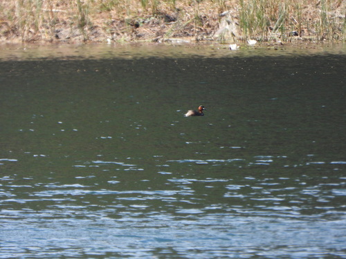 iNaturalist image