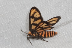 Amata trigonophora