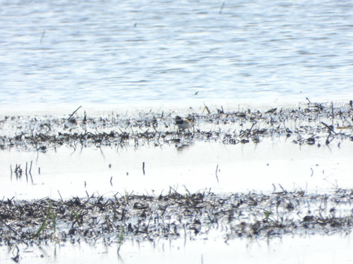 iNaturalist image