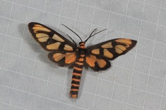 Amata trigonophora