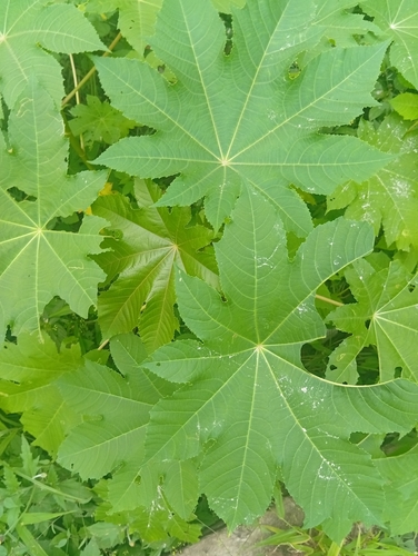 castor bean