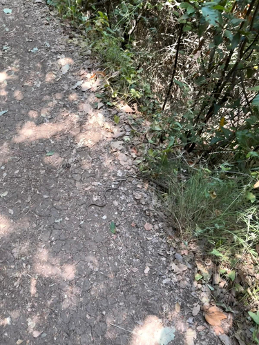 Red Whip Snake