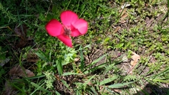 Linum grandiflorum