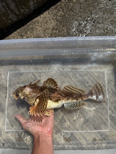 longhorn sculpin