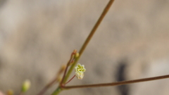 Eriogonum ordii