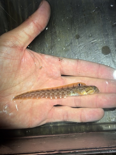 Mother-of-eels (Zoarces americanus) — Zoarcidae — 3