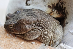 Sclerophrys regularis