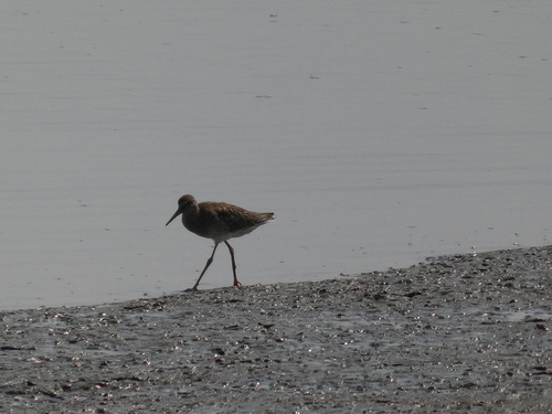 iNaturalist image