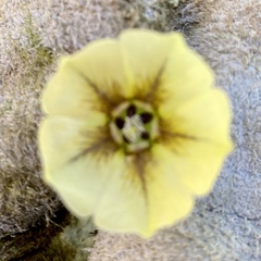 Physalis heterophylla
