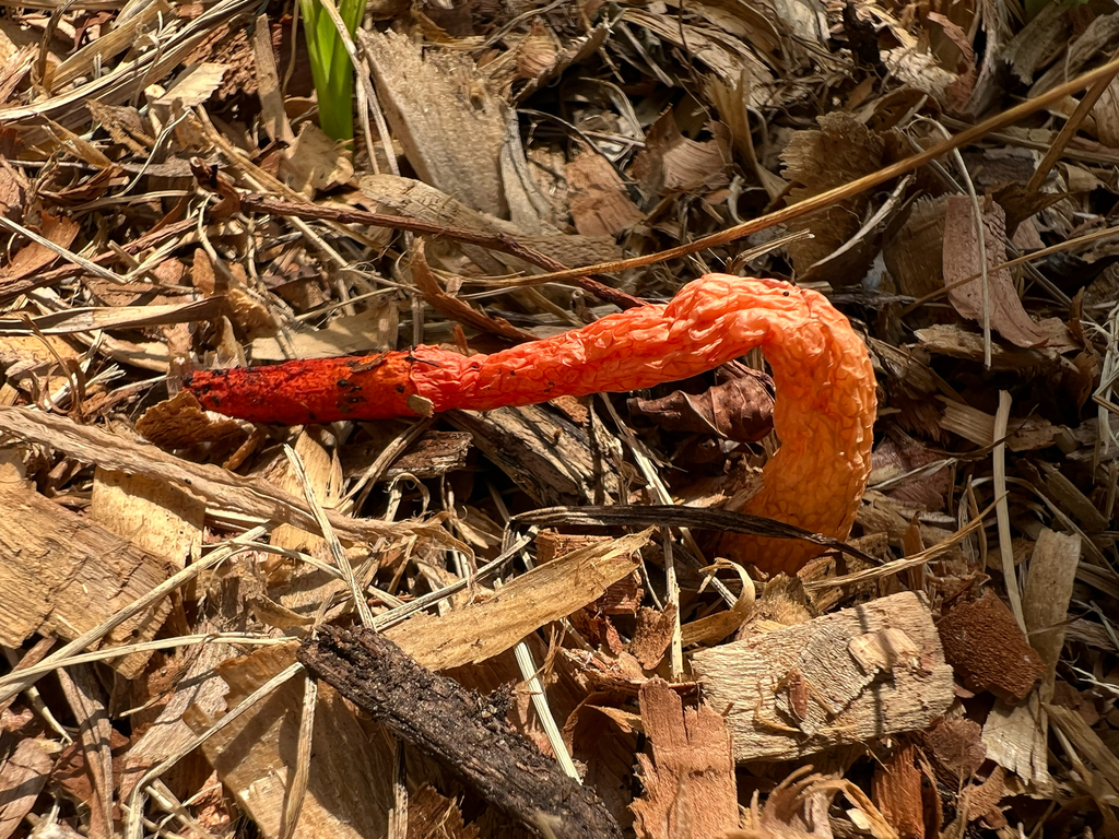Wrinkly Stinkhorn · July 2026 · photo: Photo: no rights reserved · iNaturalist