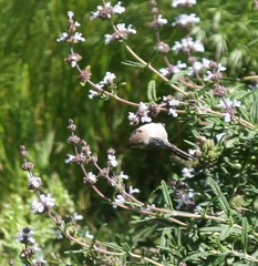 Psaltriparus minimus