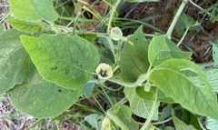 Physalis heterophylla