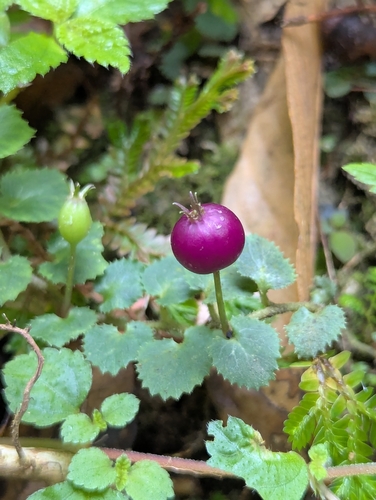 Lobelia nummularia, photograph 3