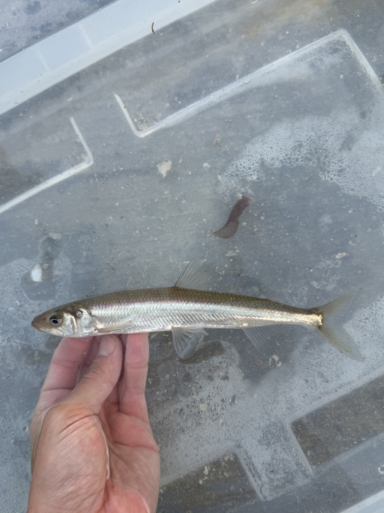 Rainbow Smelt