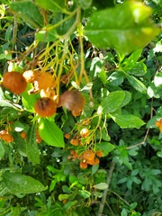Malus × zumi