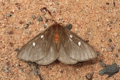 Anthela callispila