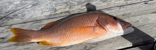 Dog Snapper