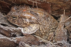 Sclerophrys regularis