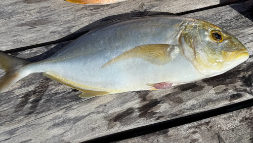 Yellow Jack