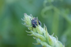 Astylus bourgeoisi