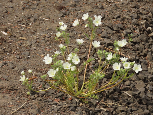 White Meadowfoam