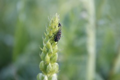 Astylus bourgeoisi