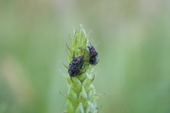 Astylus bourgeoisi