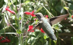 Calypte anna