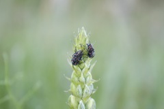 Astylus bourgeoisi