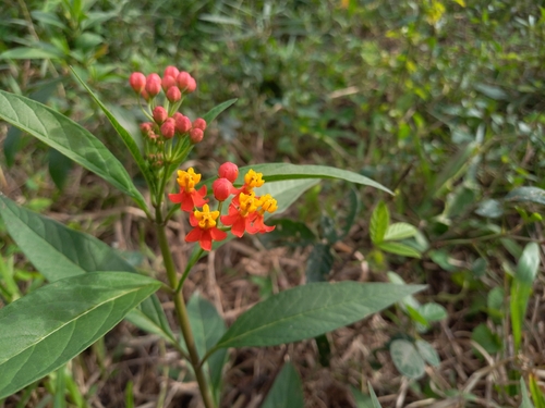 tropical milkweed