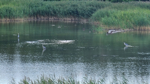 iNaturalist image