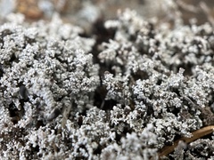 Stereocaulon dactylophyllum