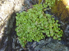 Micranthes odontoloma