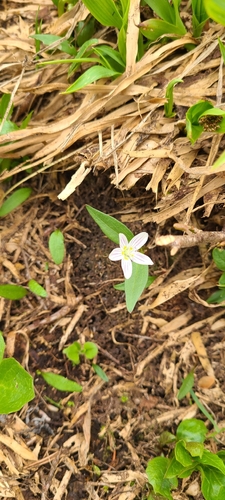 Claytonia caroliniana, 2026-07-19