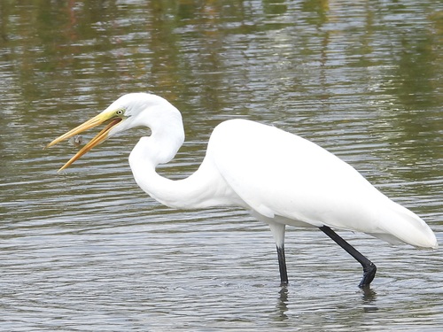iNaturalist image