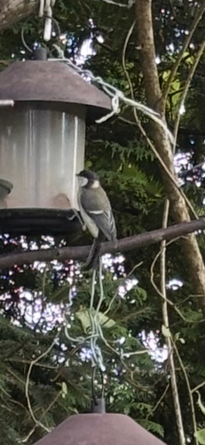 Great Tit