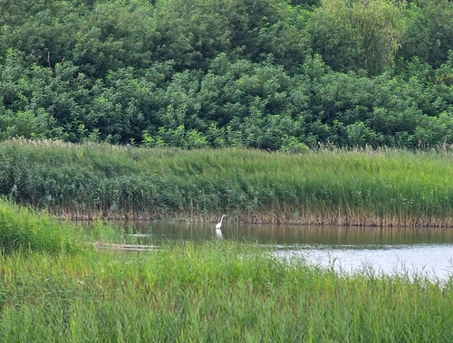 iNaturalist image