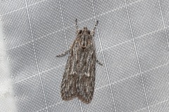 Phloeograptis obliquata