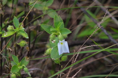 Pombalia calceolaria