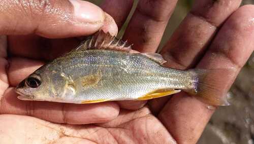 Purplemouth grunt (Pomadasys bayanus) — Haemulidae — 2