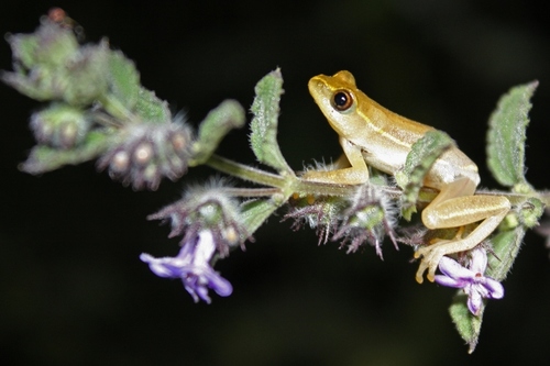 Spatz's Reed Frog, Hyperolius spatzi