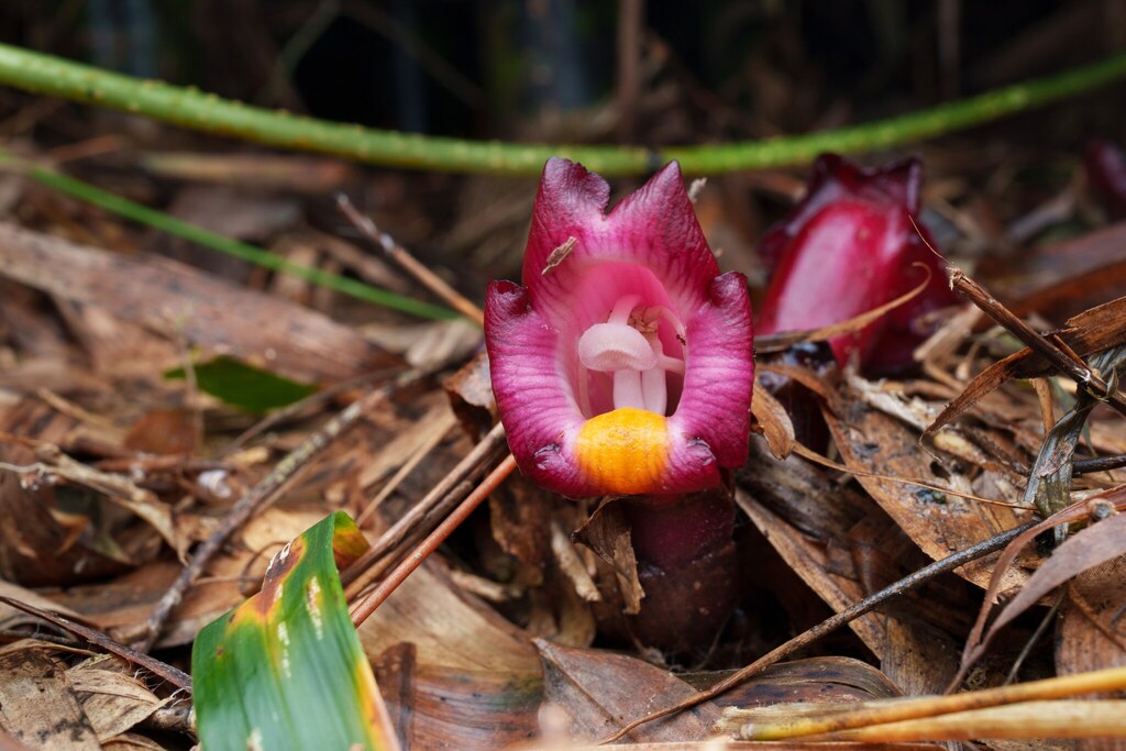 Christisonia kwangtungensis