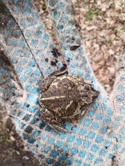 Pelobates vespertinus