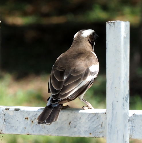 White-browed Sparrow-Weaver
