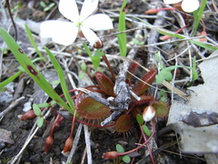 Drosera praefolia