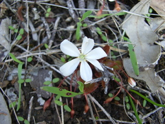 Drosera praefolia