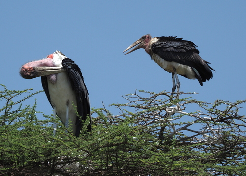 iNaturalist image
